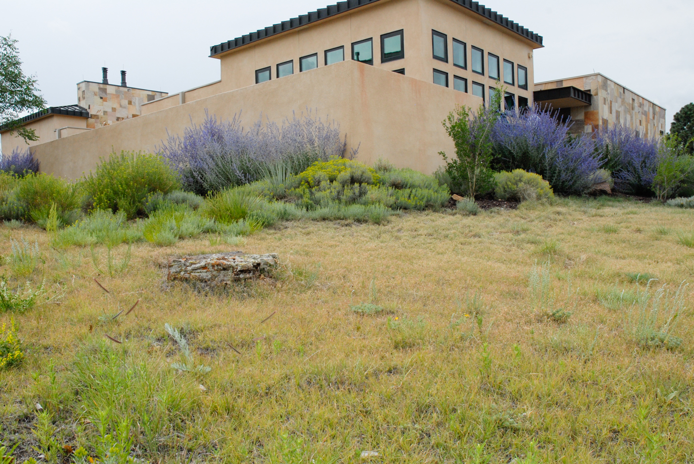 Buffalograss Front Yard